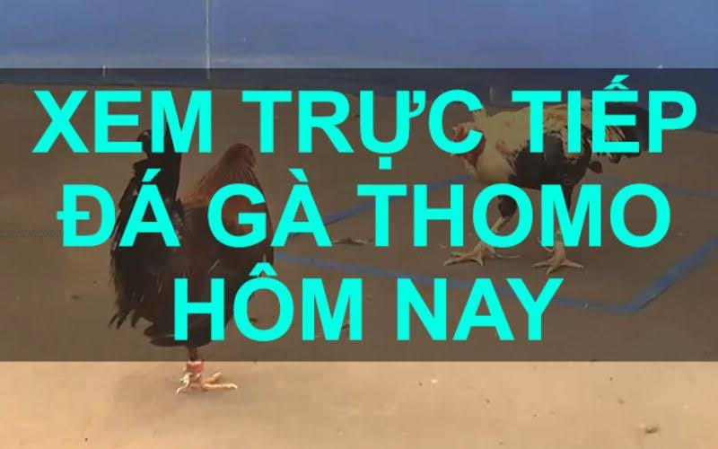 Kinh nghiệm coi đá gà trực tiếp Thomo